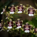 Oncidium Cleo's Pride- Flowering Size